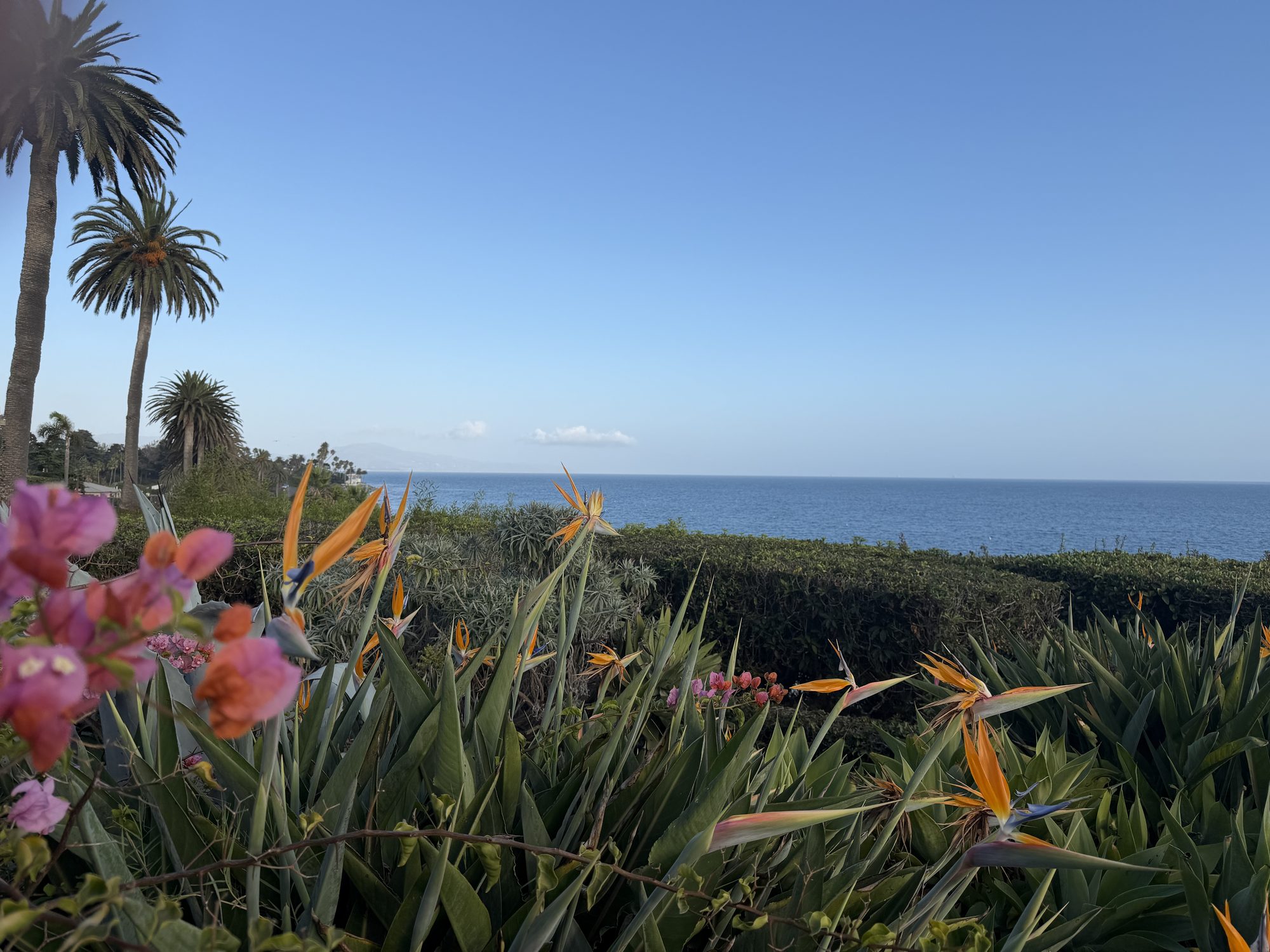 Butterfly Beach — palm trees and bird of paradise flowers overlooking the Pacific Ocean